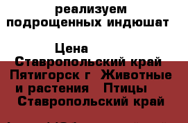 реализуем подрощенных индюшат › Цена ­ 350 - Ставропольский край, Пятигорск г. Животные и растения » Птицы   . Ставропольский край